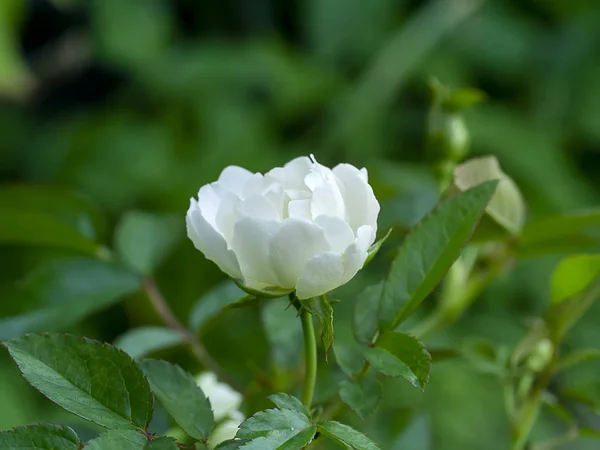 Крупним планом міні біла квітка троянди з розмитим фоном . — стокове фото