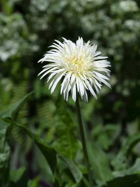 Close-up van bladeren van witte gerbera bloem — Stockfoto
