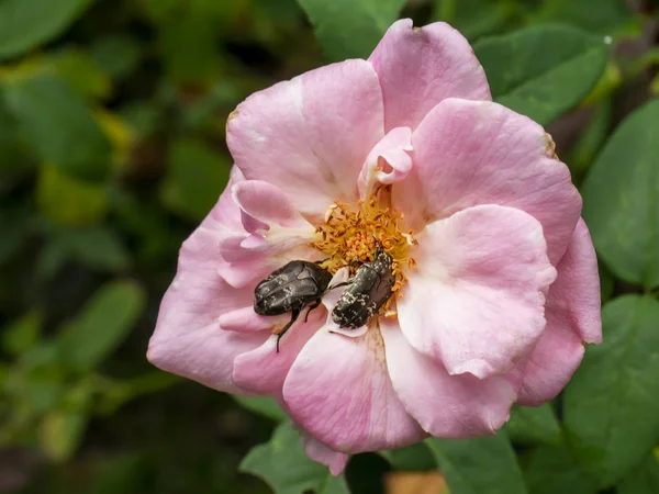 Rosa di Damasco Fiore di rosa — Foto Stock