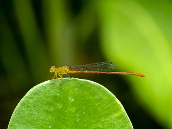 Petite libellule sur les feuilles avec fond flou . — Photo