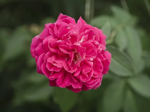 Pembe damask gül çiçek — Stok fotoğraf