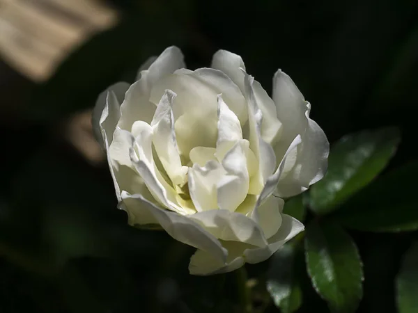 Крупним планом міні біла квітка троянди з розмитим фоном . — стокове фото