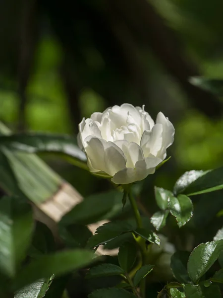 Primo piano mini fiore di rosa bianca con sfondo sfocato . — Foto Stock