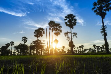Pirinç tarlası ve siluet şeker palmiye ağacı ile Sunset gökyüzü.
