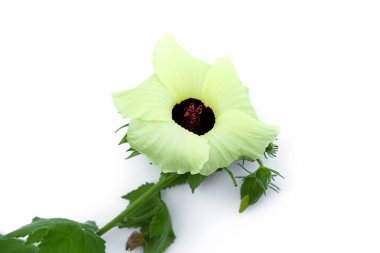 Misk Misk, Misk tohumu veya Abel Musk sarı çiçek 