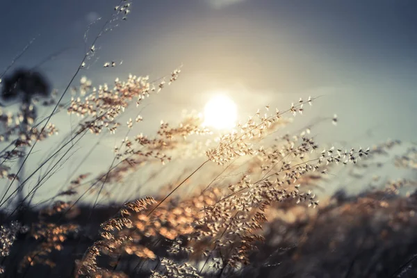 L'herbe fleurie avec la lumière du soleil . — Photo