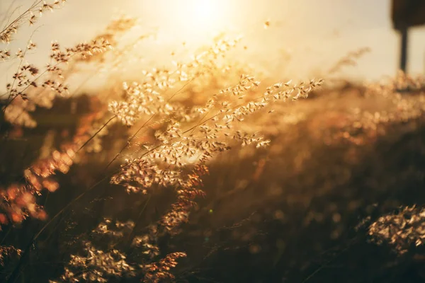 L'herbe fleurie avec la lumière du soleil . — Photo