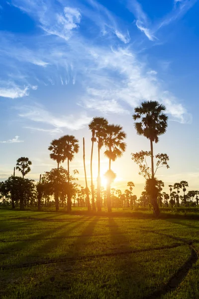 Sunset sky with rice field and silhouette sugar palm tree. — Stock Photo, Image