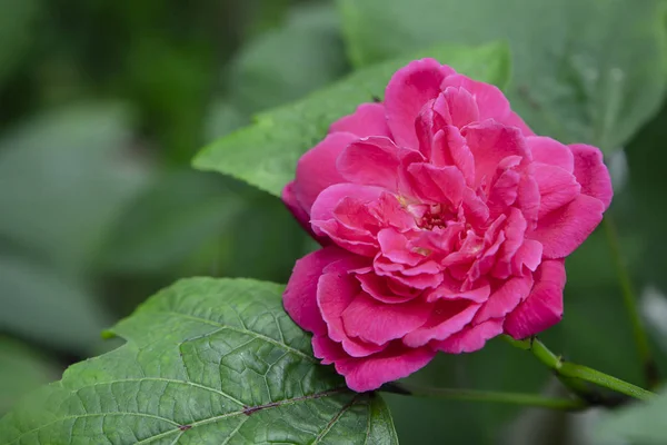 Fechar rosa escuro de Damasco Rose flor — Fotografia de Stock