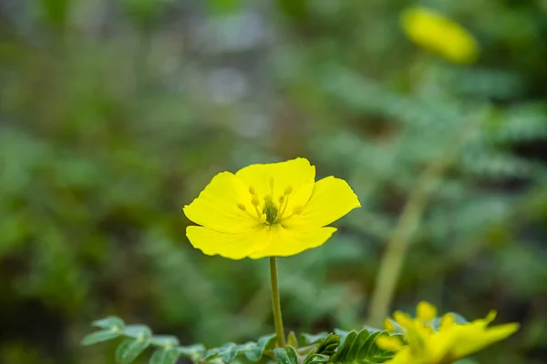 A sárga virág, ördög tövis — Stock Fotó