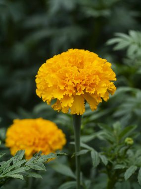 Marigolds çiçek bahçesinde kapatın