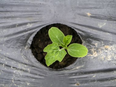 Kavun bitki çiftlikte büyüyor.