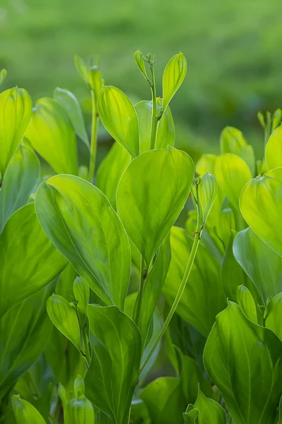 Fermer les feuilles vertes d'Acacia mangium . — Photo