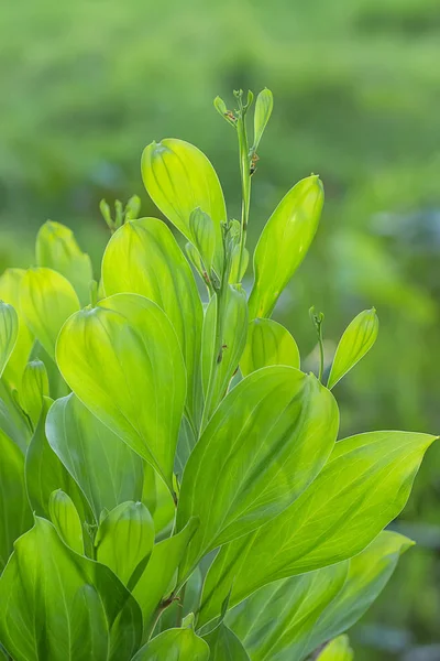 Close-up groene bladeren van Acacia mangium boom. — Stockfoto