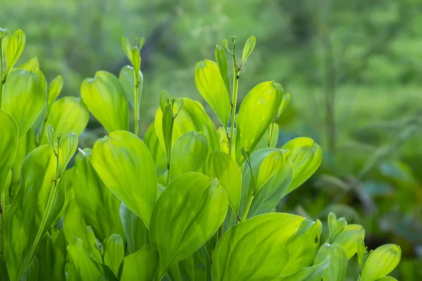 Fermer les feuilles vertes d'Acacia mangium . — Photo