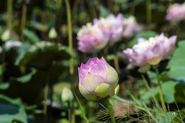 Bellissimo fiore di loto rosa morbido — Foto Stock