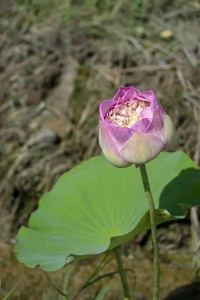 Beautiful soft pink lotus flower — Stock Photo, Image