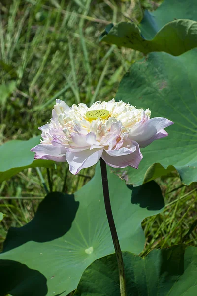 Bellissimo fiore di loto rosa morbido — Foto Stock
