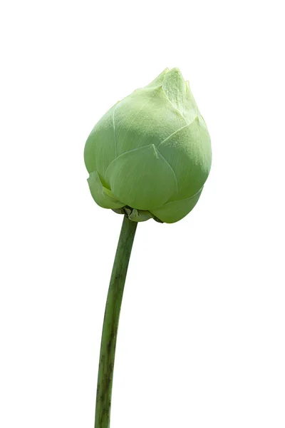美しい柔らかい緑の蓮の花 — ストック写真