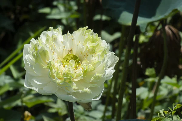 Schöne weiche grüne Lotusblume — Stockfoto