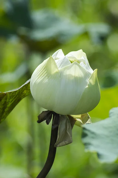 Bellissimo fiore di loto verde morbido — Foto Stock
