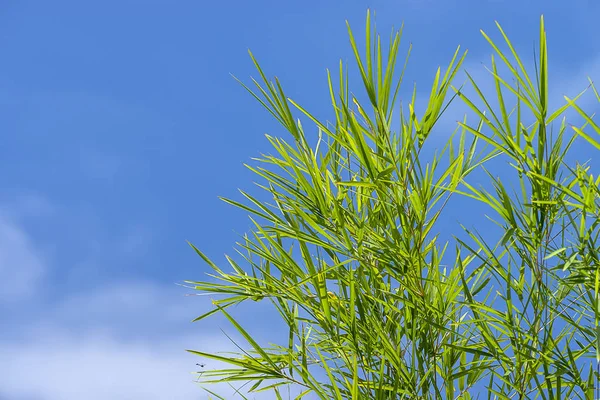 Foglie di bambù fresche con sfondo blu cielo spazio — Foto Stock