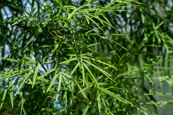 Fresh bamboo leaves with blue sky space background — Stock Photo, Image