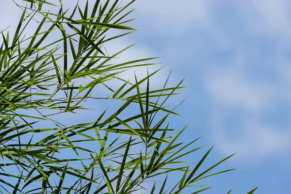 Folhas de bambu frescas com fundo azul céu espaço — Fotografia de Stock