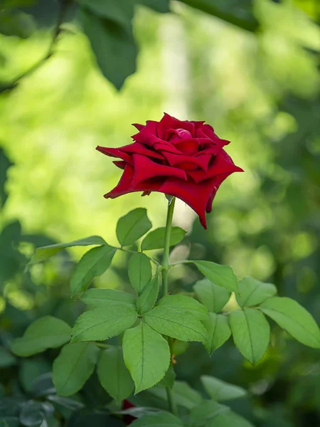 Ciemny czerwony kwiat róży. — Zdjęcie stockowe