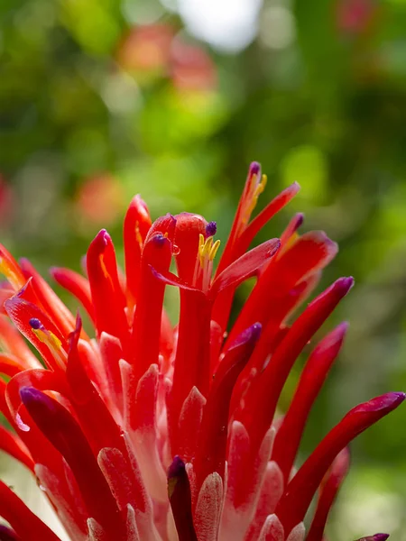 Fermer Bromeliads flower — Photo