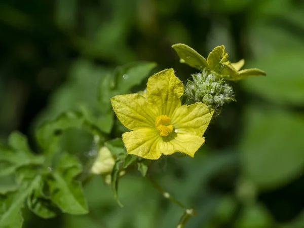 Flor de la agricultura ecológica — Foto de Stock