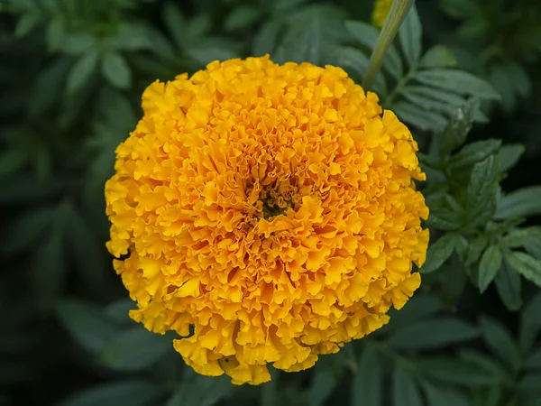 Feche a flor de malmequeres no jardim — Fotografia de Stock