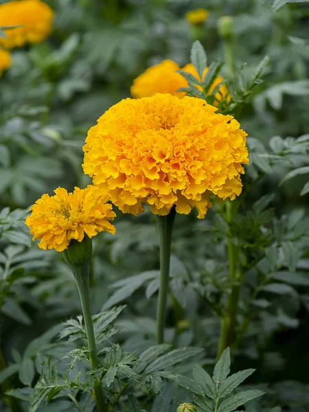 Feche a flor de malmequeres no jardim — Fotografia de Stock