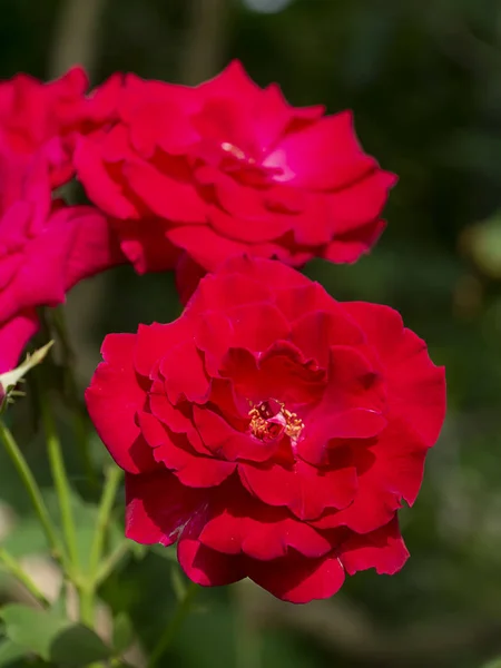 Zbliżenie czerwony Floribunda Róża Kwiat — Zdjęcie stockowe