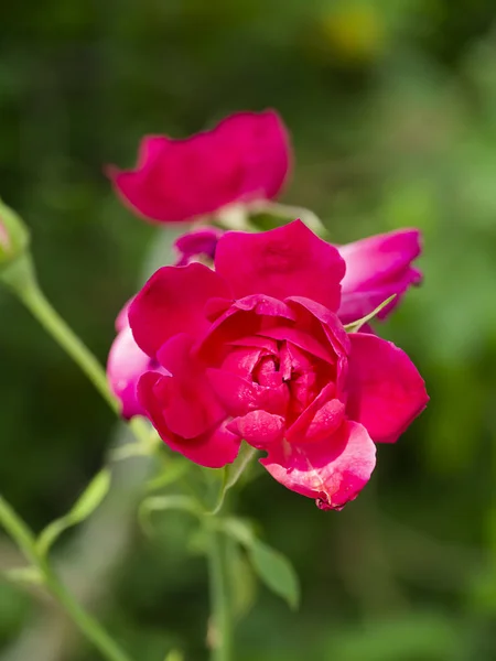 ダマスクローズの花のピンク — ストック写真