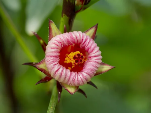 Närbild Hibiscus sabdariffa eller Roselle blomma. — Stockfoto