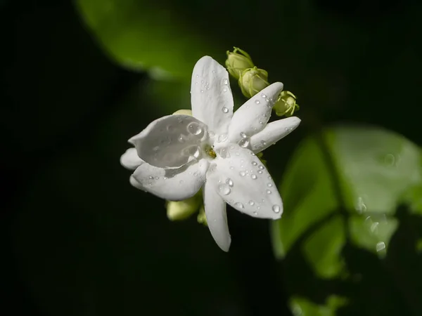 Close up of white jasmine flower — Stock Photo, Image