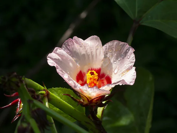 Close-up Hibiscus sabdariffa of Roselle bloem. — Stockfoto