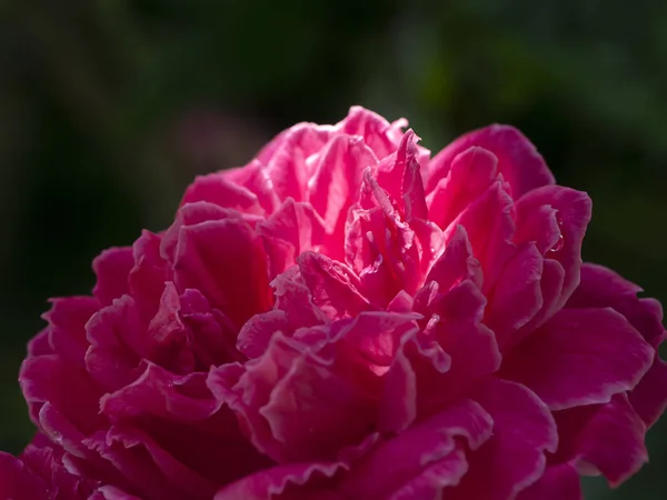 达玛克玫瑰花的粉红色 — 图库照片