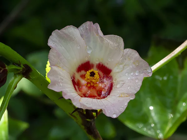 Close up Hibiscus sabdariffa or roselle flower. — Stock Photo, Image