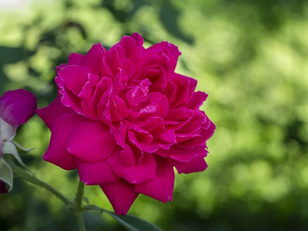 Pink of Damask Rose flower — Stock Photo, Image