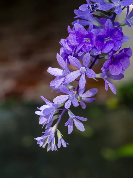 紫色花环砂纸藤花背景. — 图库照片