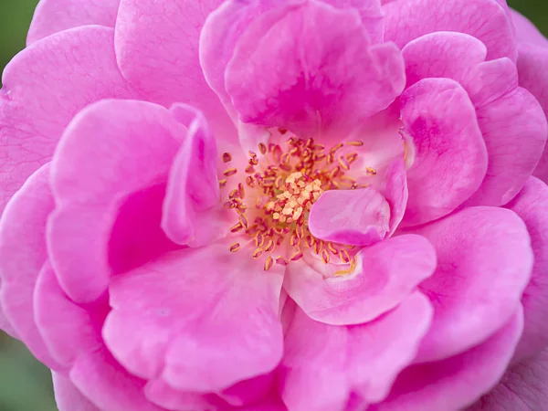 Pink of Damask Rose flower — Stock Photo, Image