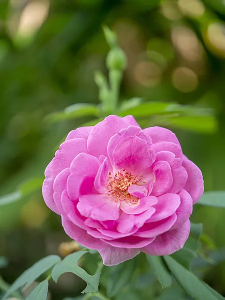 Rosa de Damasco Rosa flor — Foto de Stock