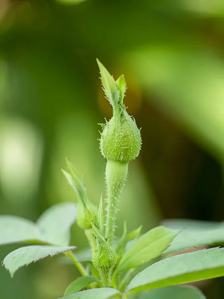 Nahaufnahme Damast Rose Blume — Stockfoto