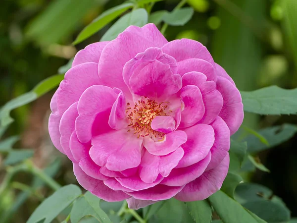 Rosa de Damasco Rosa flor — Foto de Stock