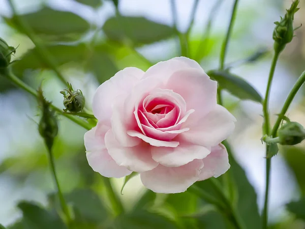 Zbliżenie różowy z Adamem kwiat róży — Zdjęcie stockowe