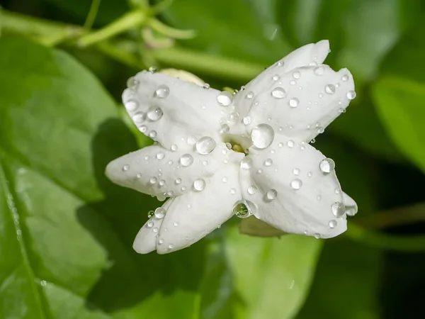 白ジャスミンの花の終わり — ストック写真