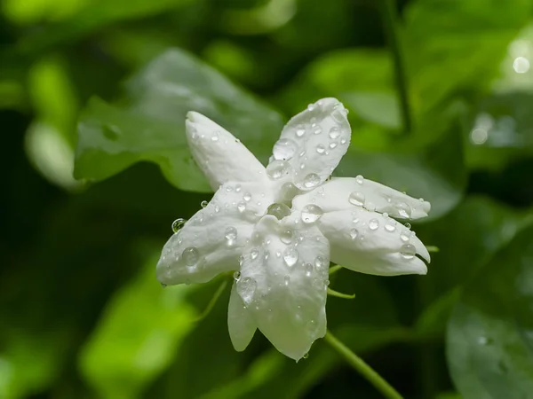 Blisko biały kwiat jaśminu — Zdjęcie stockowe