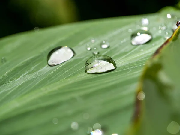 Cerrar gota de agua en las hojas con luz solar . —  Fotos de Stock